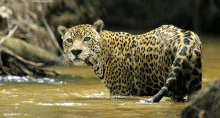 Jaguares reserva Indio Maiz